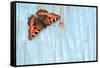 Small tortoiseshell butterfly on old painted door, Dorset, UK-Colin Varndell-Framed Stretched Canvas