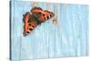 Small tortoiseshell butterfly on old painted door, Dorset, UK-Colin Varndell-Stretched Canvas
