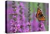 Small Tortoiseshell Butterfly Resting on Purple-null-Stretched Canvas