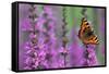 Small Tortoiseshell Butterfly Resting on Purple-null-Framed Stretched Canvas