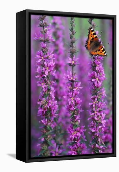 Small Tortoiseshell Butterfly Resting on Purple-null-Framed Stretched Canvas