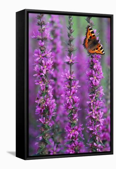 Small Tortoiseshell Butterfly Resting on Purple-null-Framed Stretched Canvas