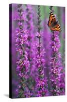 Small Tortoiseshell Butterfly Resting on Purple-null-Stretched Canvas