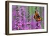 Small Tortoiseshell Butterfly Resting on Purple-null-Framed Photographic Print