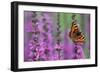 Small Tortoiseshell Butterfly Resting on Purple-null-Framed Photographic Print