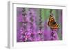Small Tortoiseshell Butterfly Resting on Purple-null-Framed Photographic Print