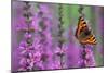 Small Tortoiseshell Butterfly Resting on Purple-null-Mounted Photographic Print