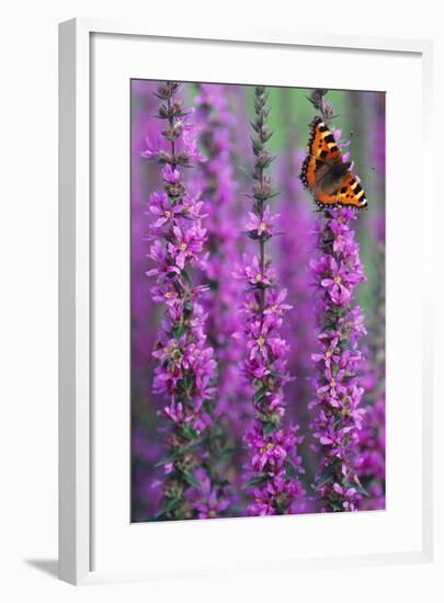 Small Tortoiseshell Butterfly Resting on Purple-null-Framed Photographic Print