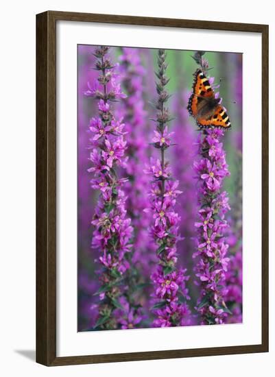 Small Tortoiseshell Butterfly Resting on Purple-null-Framed Photographic Print