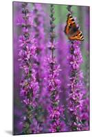 Small Tortoiseshell Butterfly Resting on Purple-null-Mounted Photographic Print