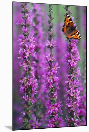 Small Tortoiseshell Butterfly Resting on Purple-null-Mounted Photographic Print