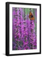 Small Tortoiseshell Butterfly Resting on Purple-null-Framed Photographic Print