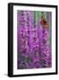 Small Tortoiseshell Butterfly Resting on Purple-null-Framed Photographic Print