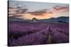 Small tower in a lavender field at sunrise with pink colored clouds in the sky, Provence, France-Francesco Fanti-Stretched Canvas