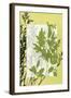 Small Translucent Wildflowers IV-Jennifer Goldberger-Framed Art Print