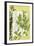 Small Translucent Wildflowers IV-Jennifer Goldberger-Framed Art Print