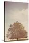 Small Tree in Summer-Steve Allsopp-Stretched Canvas