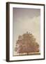 Small Tree in Summer-Steve Allsopp-Framed Photographic Print