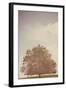 Small Tree in Summer-Steve Allsopp-Framed Photographic Print