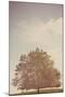 Small Tree in Summer-Steve Allsopp-Mounted Photographic Print