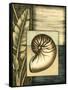 Small Tropical Shell II-Ethan Harper-Framed Stretched Canvas