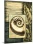 Small Tropical Shell IV-Ethan Harper-Mounted Art Print