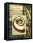Small Tropical Shell IV-Ethan Harper-Framed Stretched Canvas
