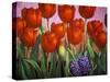 Small Tulips and Hyacinths-John Newcomb-Stretched Canvas