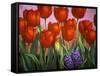 Small Tulips and Hyacinths-John Newcomb-Framed Stretched Canvas