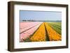 Small Tulips in Many Different Colors-Colette2-Framed Photographic Print