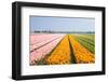 Small Tulips in Many Different Colors-Colette2-Framed Photographic Print