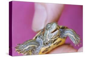 Small Turtle-William P. Gottlieb-Stretched Canvas