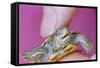 Small Turtle-William P. Gottlieb-Framed Stretched Canvas