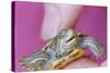 Small Turtle-William P. Gottlieb-Stretched Canvas
