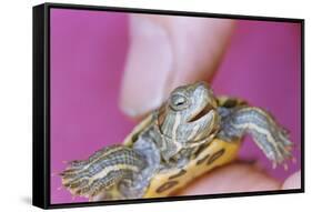 Small Turtle-William P. Gottlieb-Framed Stretched Canvas