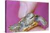 Small Turtle-William P. Gottlieb-Stretched Canvas