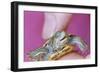 Small Turtle-William P. Gottlieb-Framed Photographic Print