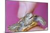 Small Turtle-William P. Gottlieb-Mounted Photographic Print