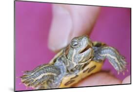 Small Turtle-William P. Gottlieb-Mounted Photographic Print
