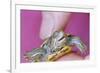 Small Turtle-William P. Gottlieb-Framed Photographic Print