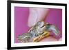 Small Turtle-William P. Gottlieb-Framed Photographic Print