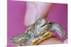 Small Turtle-William P. Gottlieb-Mounted Photographic Print