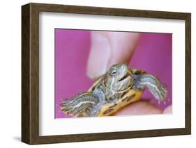 Small Turtle-William P. Gottlieb-Framed Photographic Print