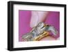 Small Turtle-William P. Gottlieb-Framed Photographic Print