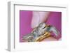 Small Turtle-William P. Gottlieb-Framed Photographic Print