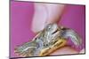 Small Turtle-William P. Gottlieb-Mounted Photographic Print