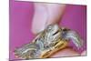 Small Turtle-William P. Gottlieb-Mounted Photographic Print