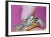 Small Turtle-William P. Gottlieb-Framed Photographic Print