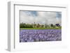 Small Village Den Hoorn with White Church at Dutch Wadden Island Texel-Ivonnewierink-Framed Photographic Print