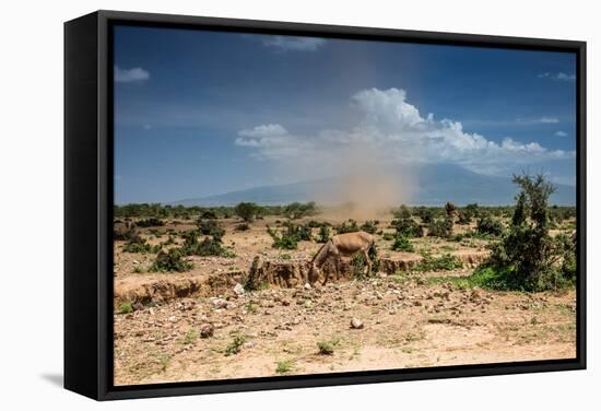 Small Whirlwind with Donkey-nok3709001-Framed Stretched Canvas